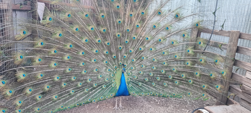 Suvi is such a showoff peacock